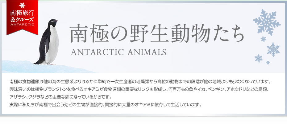 南極の野生動物たち | ANTARCTIC ANIMALS