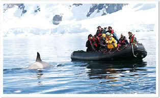 南極半島で行う野生生物の観察