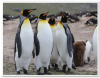 フォークランド諸島に生息するキングペンギン