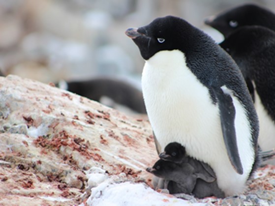【スタッフレポート】アデリーペンギンの繁殖