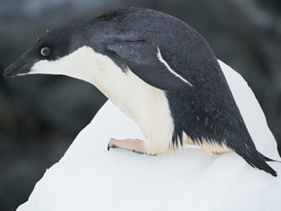 【スタッフレポート】アデリーペンギンの繁殖期後半に見られた変化
