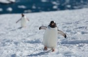 南極半島とサウスシェトランド諸島探検クルーズ14日間