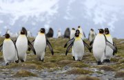 サウスジョージア島と南極半島：ペンギンサファリ探検クルーズ18日間
