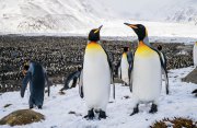 フライ＆クルーズ：フォークランド諸島とサウスジョージア島、南極半島探検クルーズ18日間