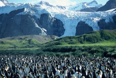 キングペンギンの一大営巣地