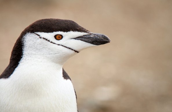 ヒゲペンギン_南極旅行