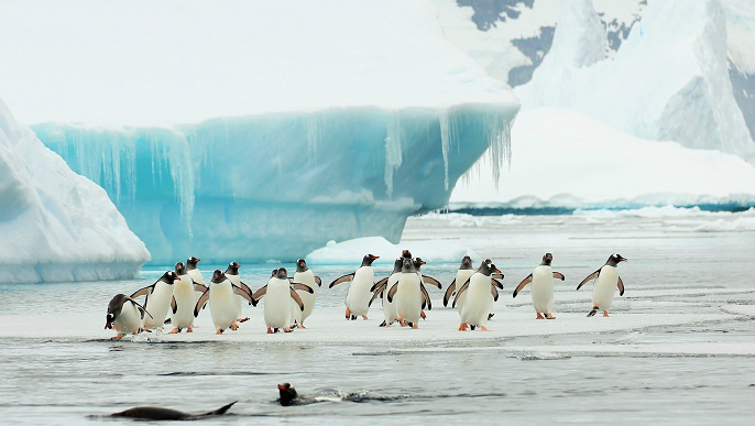 ゼンツーペンギン_南極旅行
