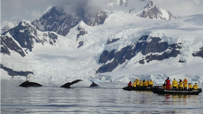 ゾディアック・ボートで南極観光