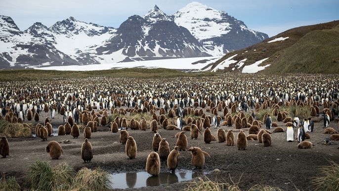 キングペンギン営巣地／南極観光