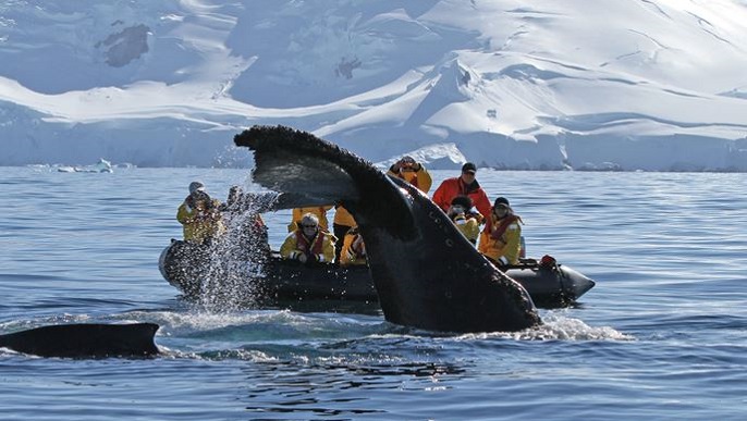 ザトウクジラ／南極観光