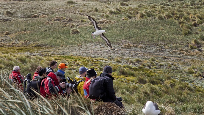 マユグロアホウドリ／南極観光