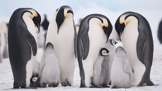 コウテイペンギンの親子／南極観光