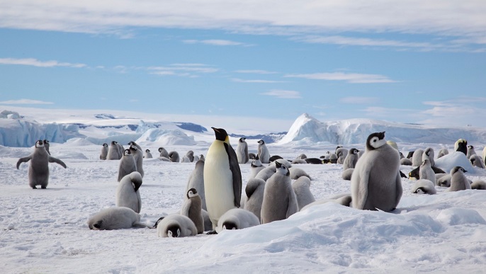 コウテイペンギンの営巣地／南極観光