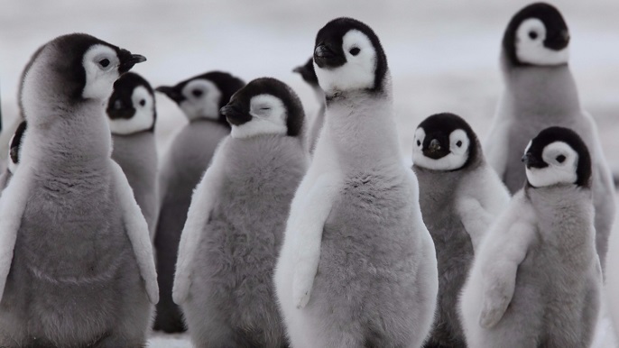 コウテイペンギンのヒナ／南極観光