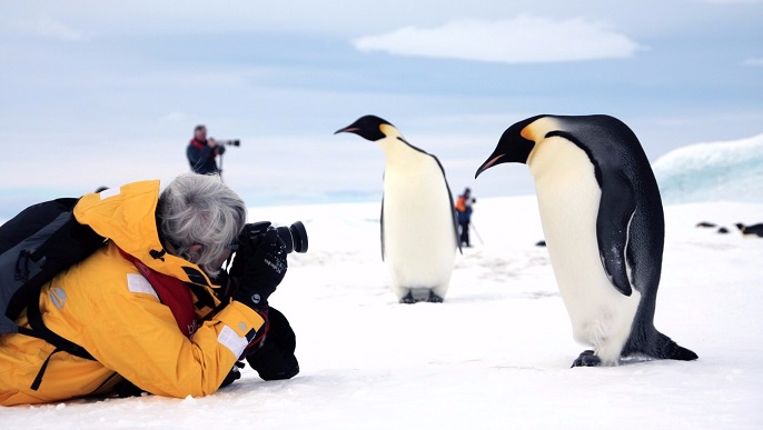 コウテイペンギン／南極ツアー