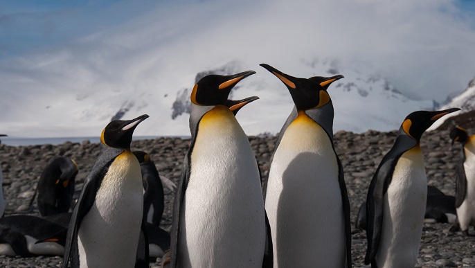 キングペンギン／南極観光