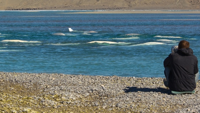 ベルーガの群れを観察／北極観光