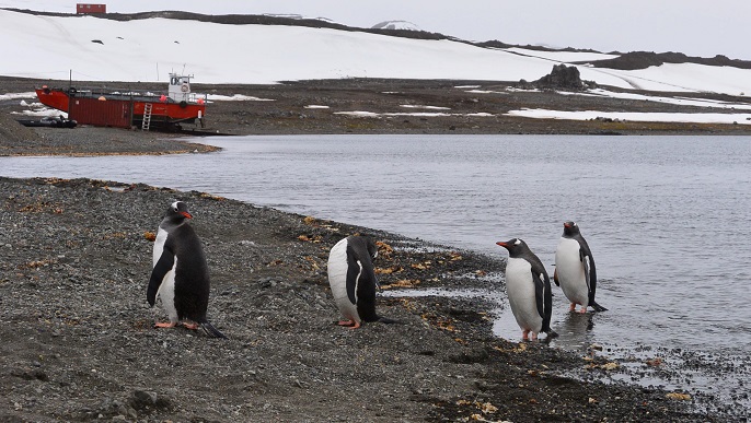 ゼンツーペンギン／南極観光