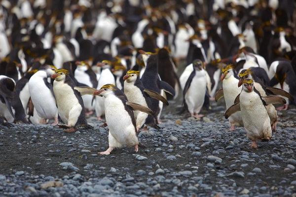 ロイヤルペンギン