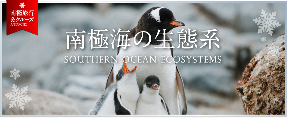 南極海の生態系 | SOUTHERN OCEAN ECOSYSTEMS