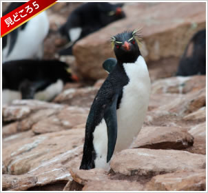 見どころ5「フォークランド諸島」