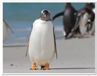 フォークランド諸島に生息するゼンツーペンギン