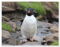 フォークランド諸島に生息するイワトビペンギン