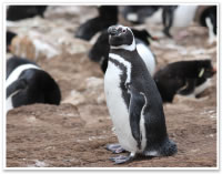 フォークランド諸島に生息するマゼランペンギン