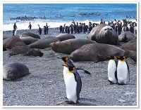 サウスジョージア島に棲息するキングペンギンとアザラシの群れ