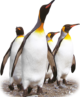 サウスジョージア島に棲息するキングペンギン
