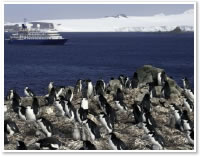 サウスオークニー諸島に棲息するヒゲペンギンの群れ