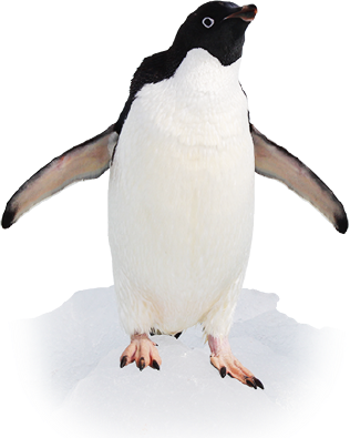 サウスオークニー諸島に棲息するアデリーペンギン