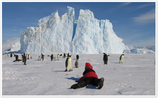 氷山をバックにコウテイペンギンの撮影