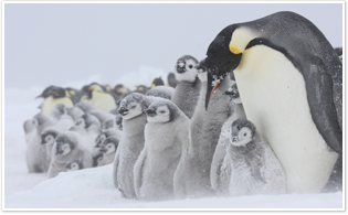 吹雪に耐えるコウテイペンギン