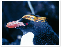 マカロニペンギン