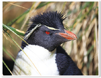 イワトビペンギン