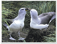 アホウドリ科