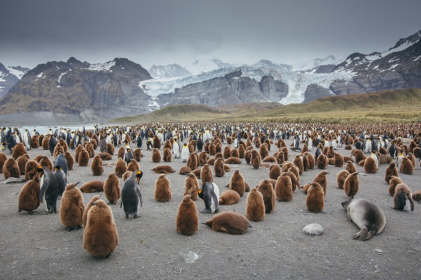 ペンギン 南極旅行のクルーズ ツアー 観光専門店 株 クルーズライフ