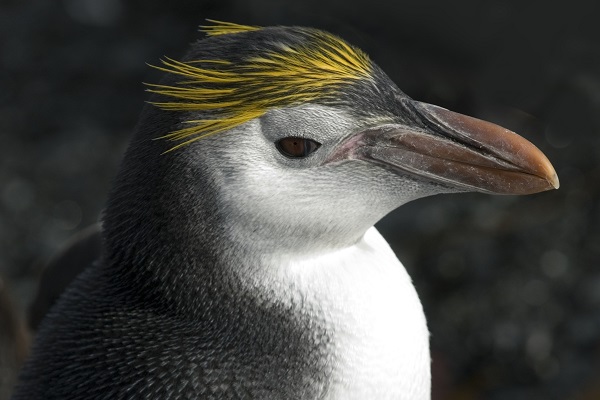 ペンギン 南極旅行のクルーズ ツアー 観光専門店 株 クルーズライフ