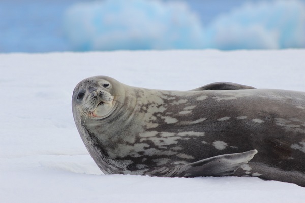 南極のアザラシ 南極旅行のクルーズ ツアー 観光専門店 株 クルーズライフ