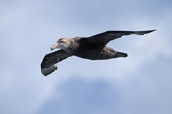 南極の海鳥 南極旅行のクルーズ ツアー 観光専門店 株 クルーズライフ 南極の海鳥 南極旅行のクルーズ ツアー 観光専門店 株 クルーズライフ