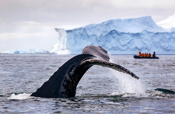 南極のクジラ 南極旅行のクルーズ ツアー 観光専門店 株 クルーズライフ