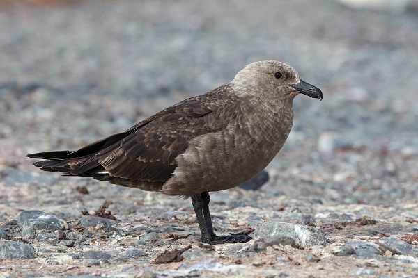 南極の海鳥 南極旅行のクルーズ ツアー 観光専門店 株 クルーズライフ 南極の海鳥 南極旅行のクルーズ ツアー 観光専門店 株 クルーズライフ