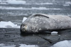 エレファント島 Elephant Island 南極旅行のクルーズ ツアー 観光専門店 株 クルーズライフ エレファント島 Elephant Island 南極旅行のクルーズ ツアー 観光専門店 株 クルーズライフ