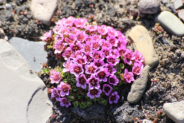 スピッツベルゲン島のツンドラに咲く花