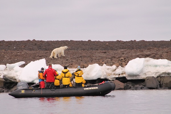 北極スピッツベルゲンクルーズのホッキョクグマ