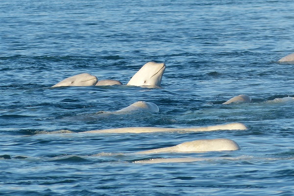 カナダ・サマーセット島でのベルーガ