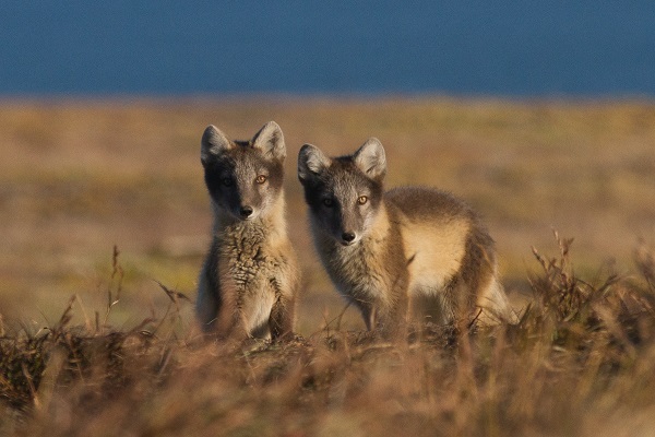 カムチャツカ半島のキツネ