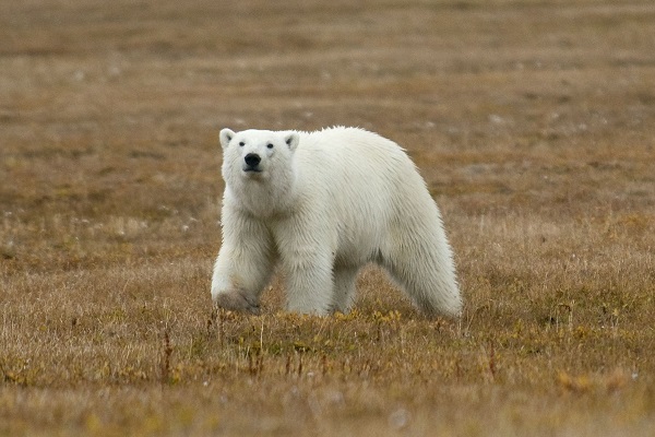 ロシア北極地域のホッキョクグマ