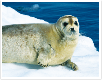 北極の野生動物たち 南極旅行 北極旅行のクルーズ ツアー 株 クルーズライフ